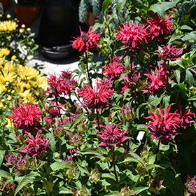 BeeMine Red Beebalm (Monarda)