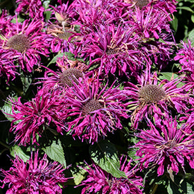 BeeMine Purple Beebalm (Monarda)