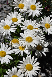 Sweet Daisy Birdy Shasta Daisy (Leucanthemum)