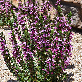 Pink Skullcap (Scutellaria)