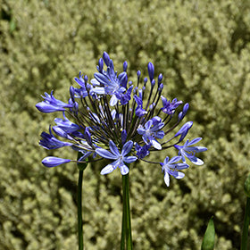 Brilliant Blue Agapanthus
