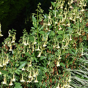 Yellow Cape Fuchsia
