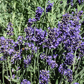 Aromatico Blue Lavender