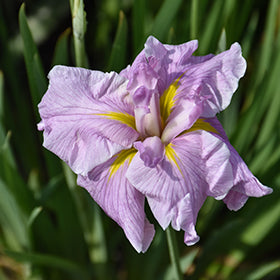 Pinkerton Japanese Iris