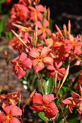 Sun Parasol Fired Up Mandevilla