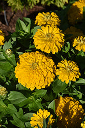 Dreamland Zinnia 3.5"