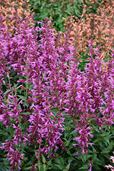 Summerlong Magenta Hyssop (Agastache)