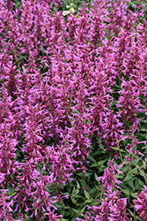 Summerlong Magenta Hyssop (Agastache)