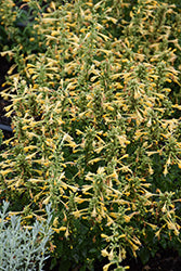 Summerlong Lemon Hyssop (Agastache)