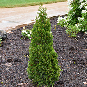 Emerald Squeeze Arborvitae