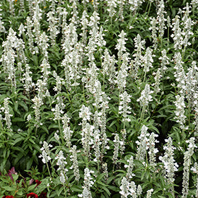 Sallyfun Pure White Salvia