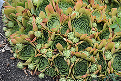 Silver King Hens And Chicks (Sempervivum)