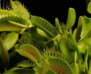 Carnivorous Plants