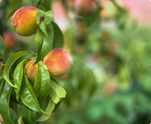 Fruit trees
