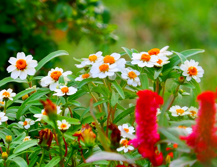 Grow Beyond Expectations with a Plant Nursery Built on Quality, Care, and Expertise
