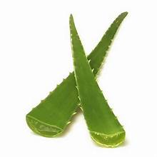 Aloe Vera Leaf (each)
