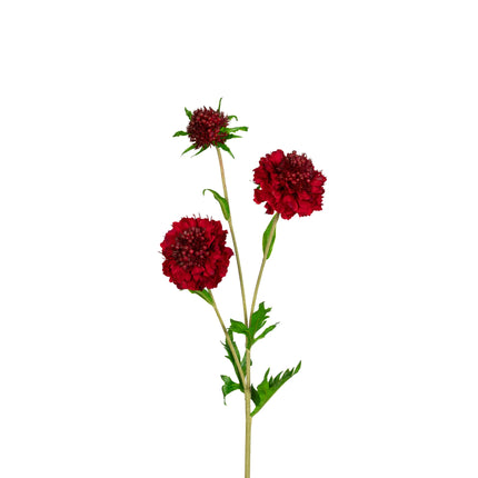 Faux Scabiosa Spray Ruby