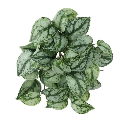 Faux Satin Pothos Bush