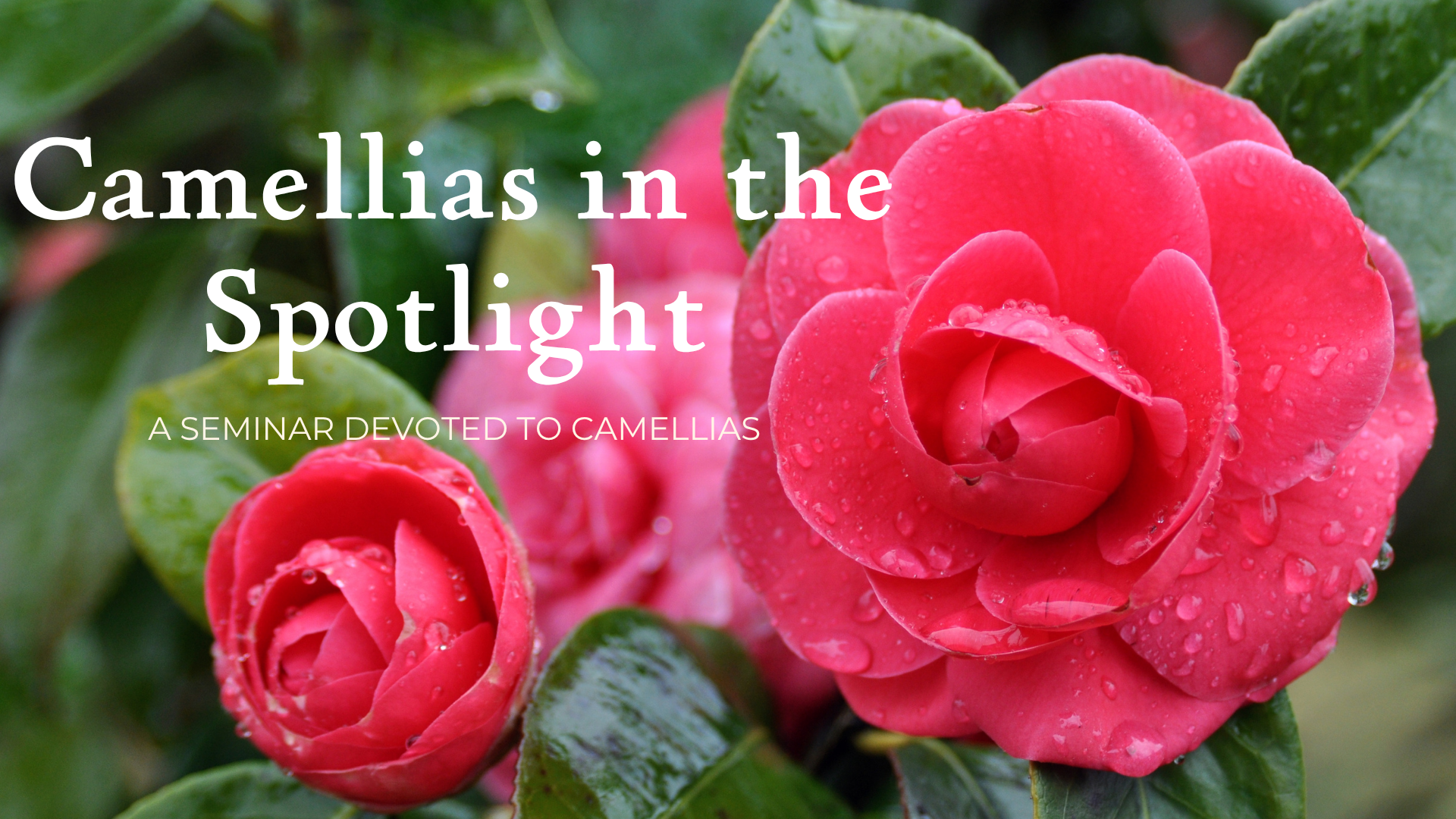 Camellias in the Spotlight