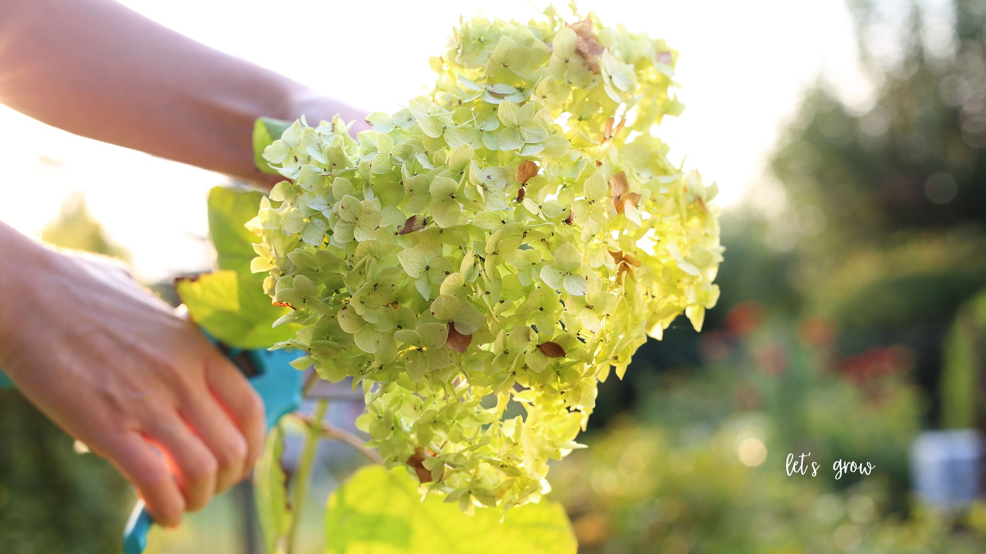 How to Make Your Cut Hydrangeas Last Longer