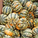 MKT Squash Carnival Fresh (Each)