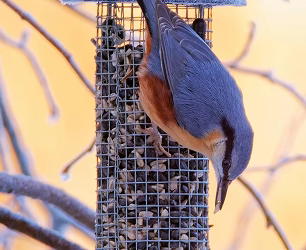 Cole’s Wild Bird Seed