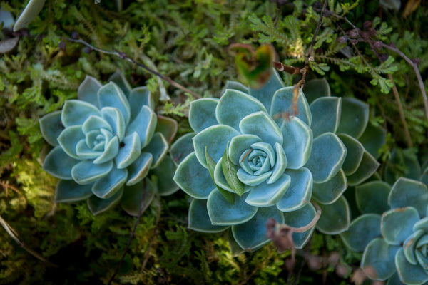 Cacti & Succulents