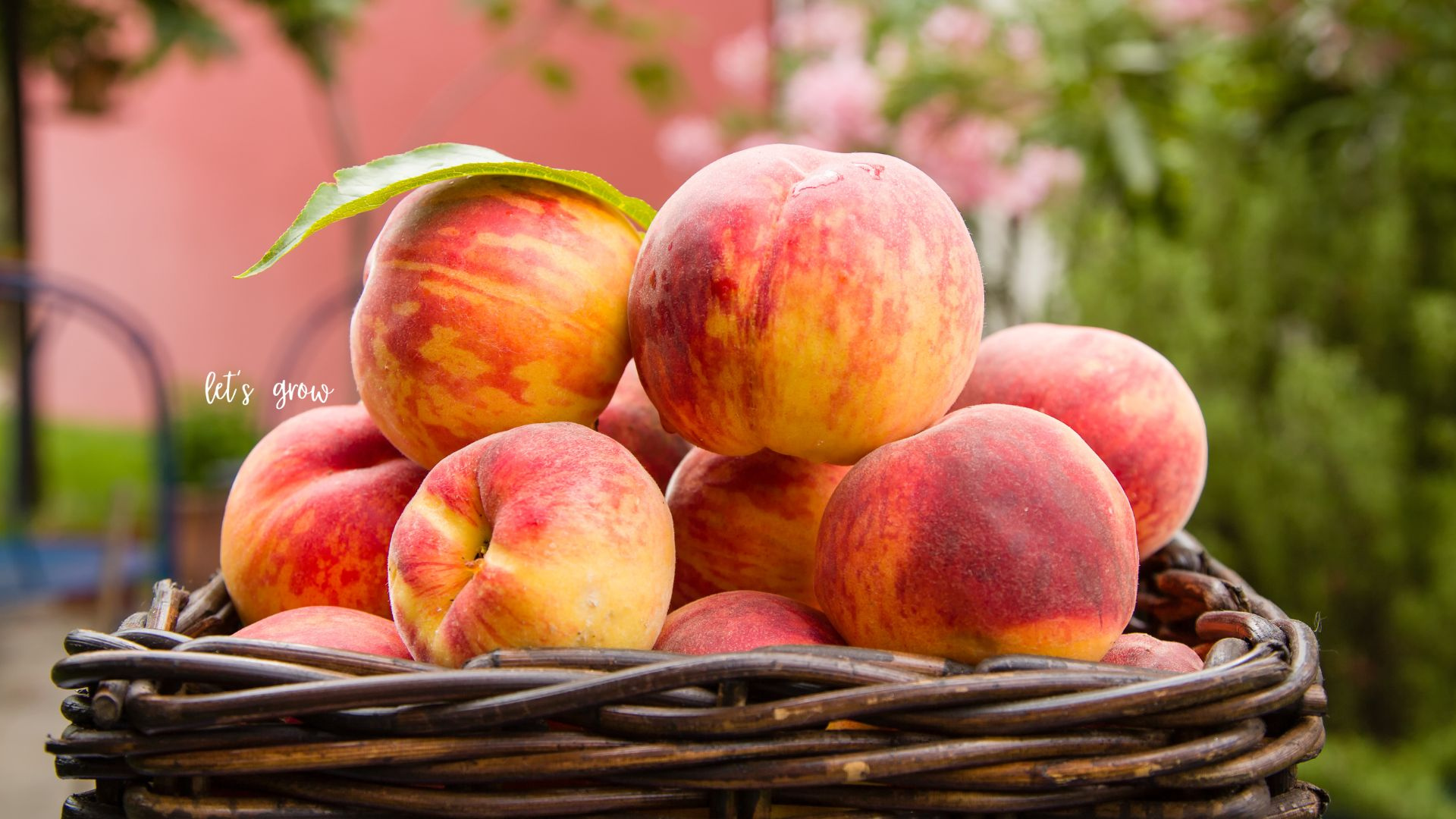 Peach, Love, & Happiness