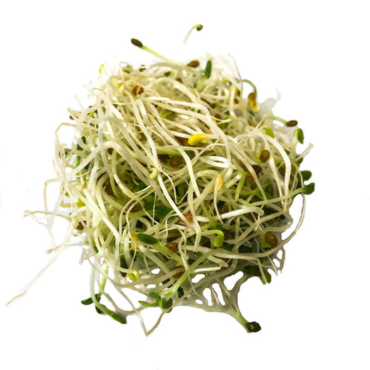 Carolina Grown Alfalfa Sprouts (Each)